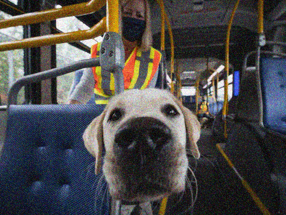 Dog in Bus