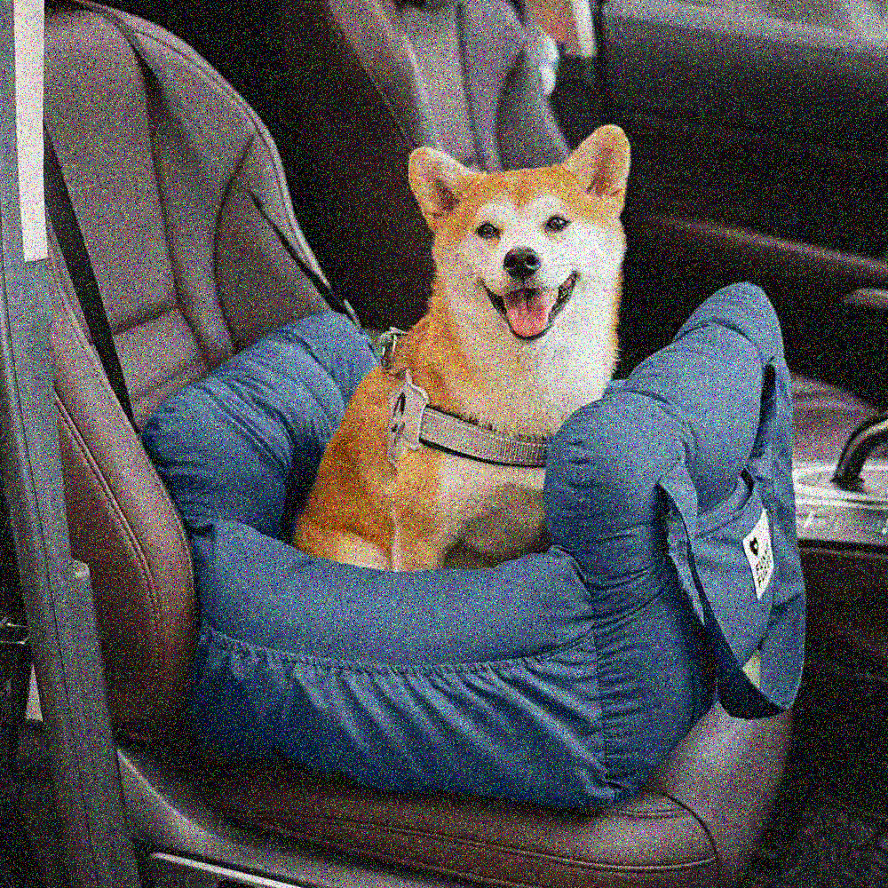 Puppy in a car