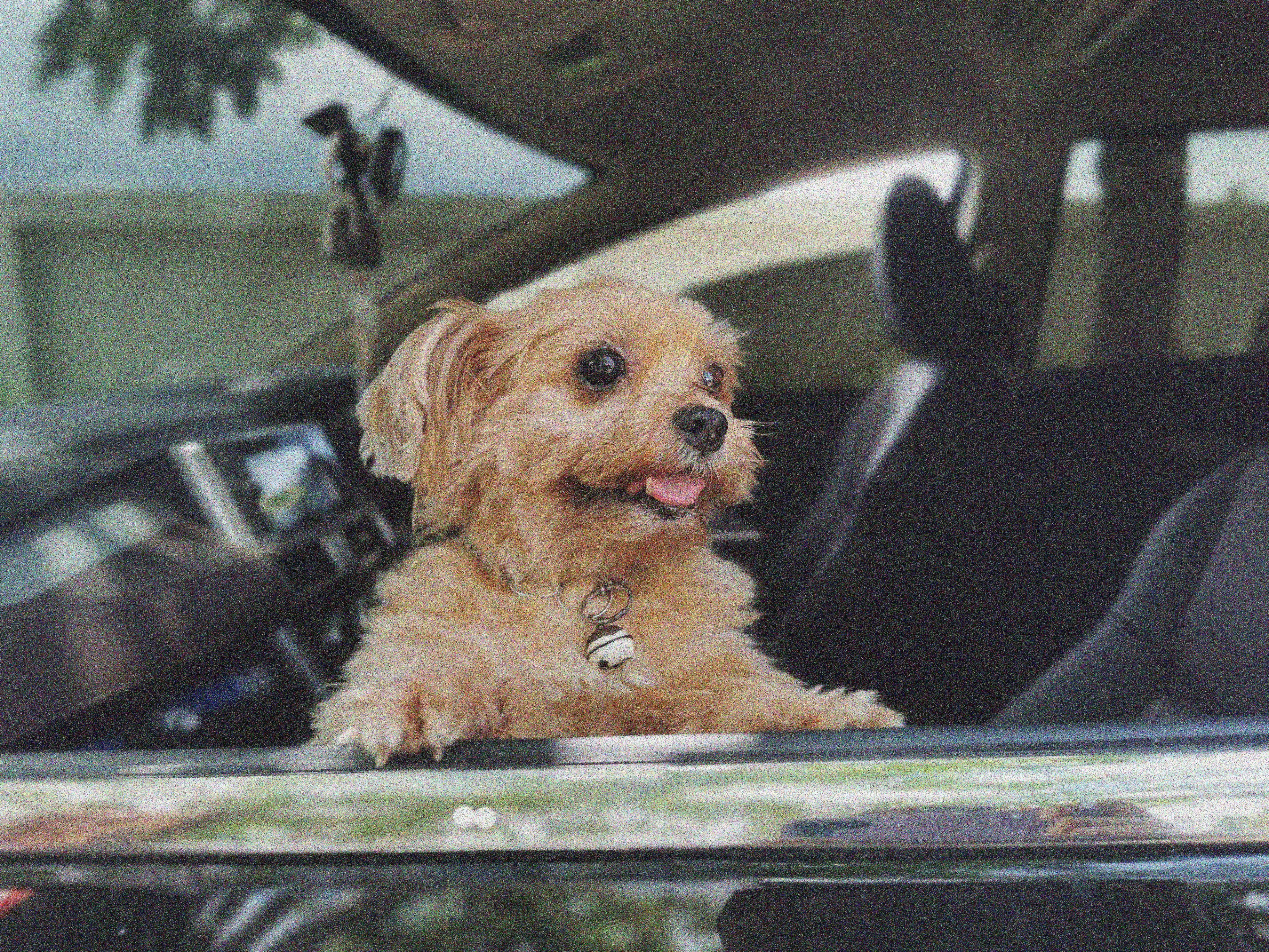 Dog looking from a car window